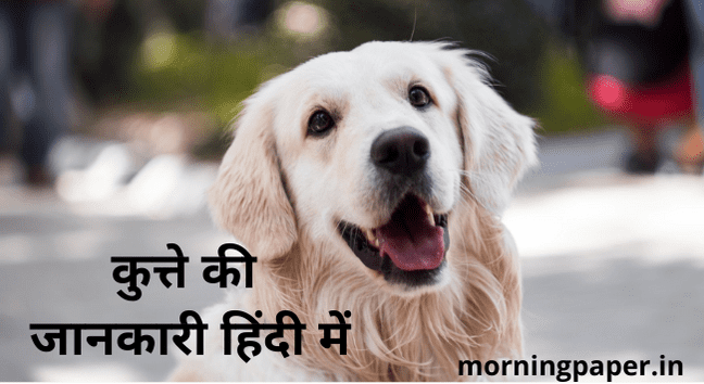 Dog information in hindi कुत्ते की जानकारी हिंदी में