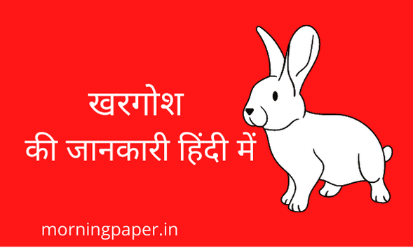 Rabbit information in hindi