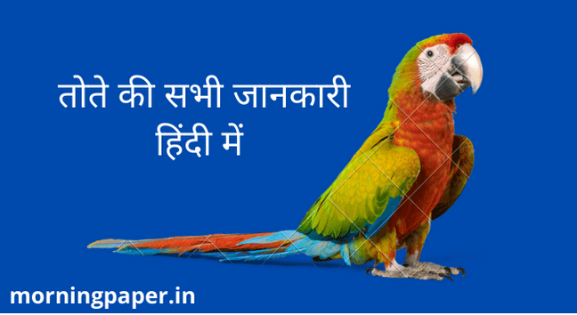 parrot information in hindi
