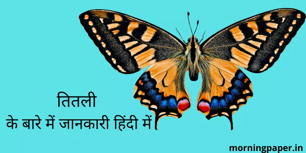 Information about butterfly in hindi