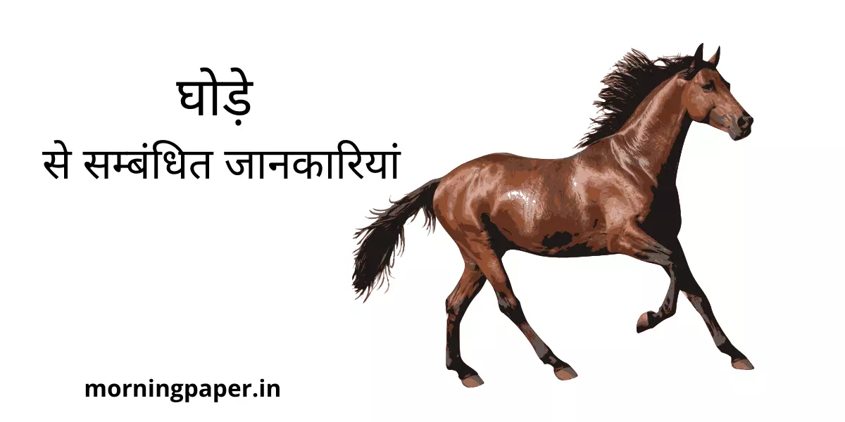 Information About Horse in Hindi