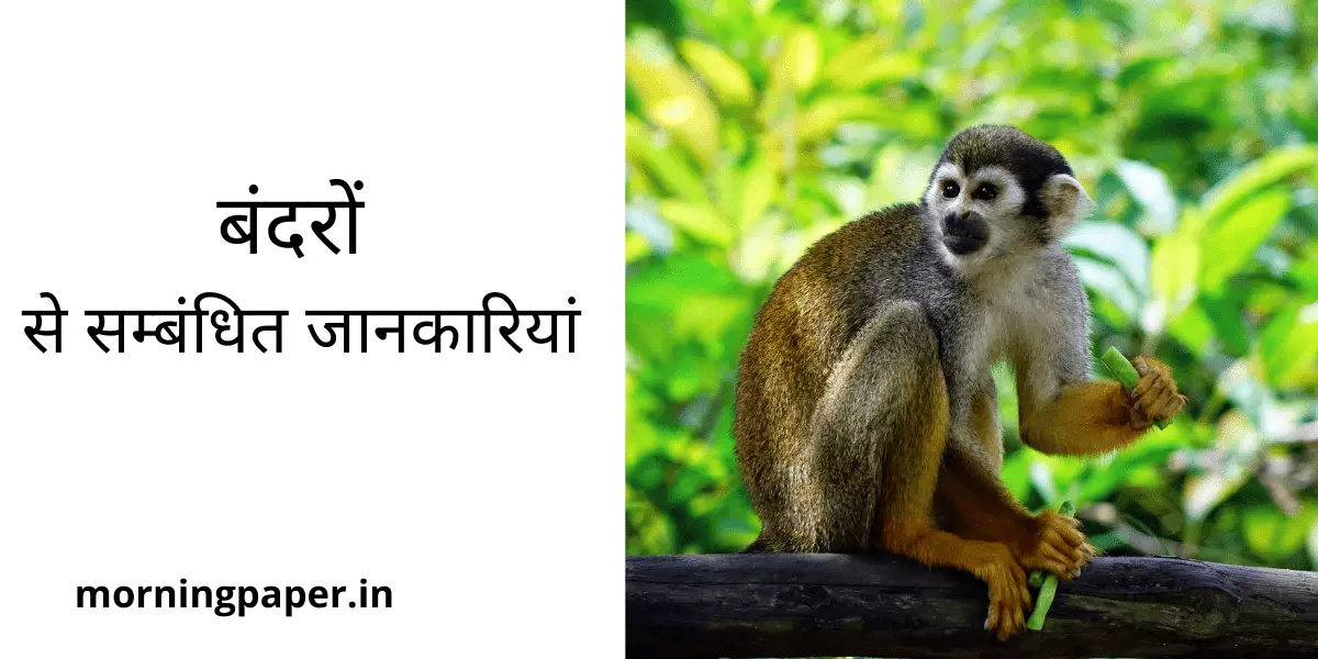 Monkey Information in Hindi
