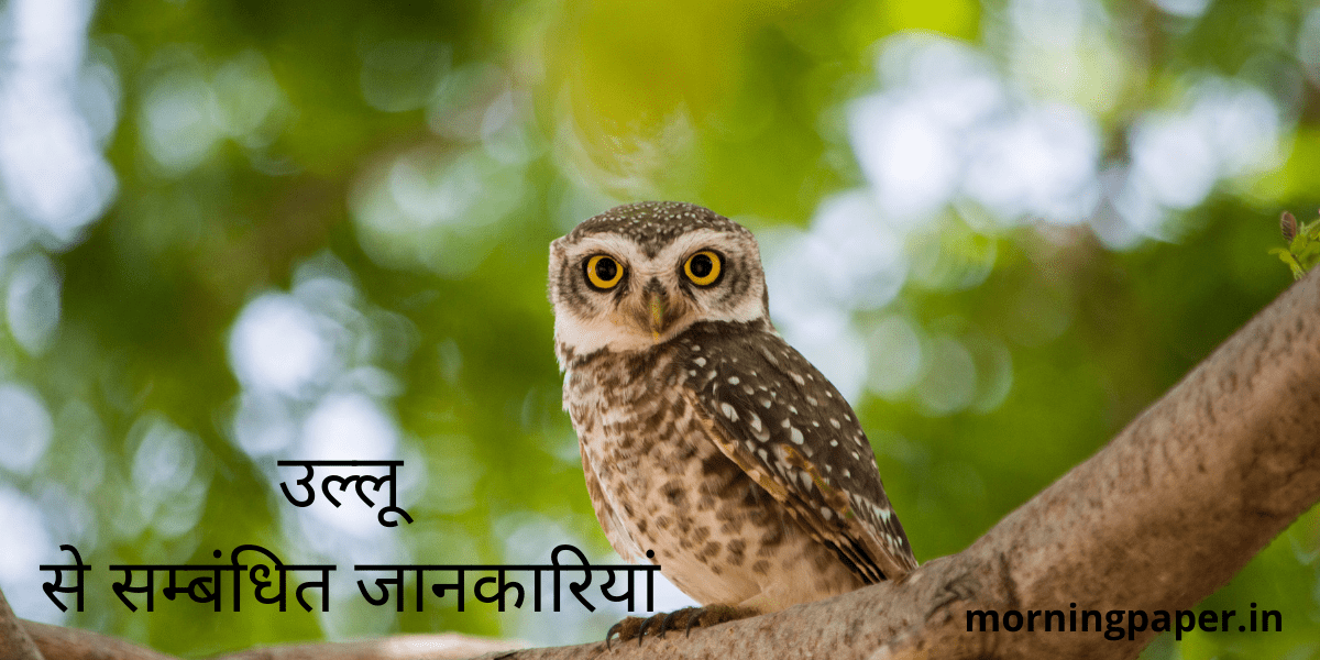 Information About Owl in Hindi