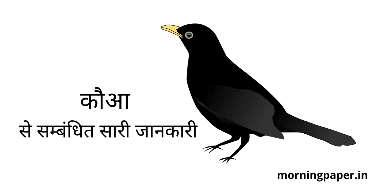 Crow Information in Hindi