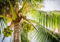 Essay on coconut tree in hindi