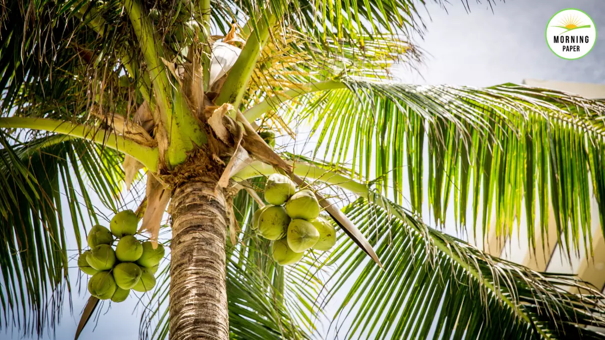 नारियल के पेड़ पर निबंध हिंदी में Essay on coconut tree in hindi